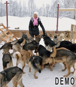 Animal Shelters