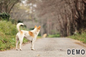 Rescue Group Services