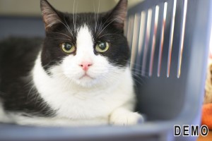 Shelter for cats