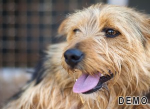 Shelters for dogs