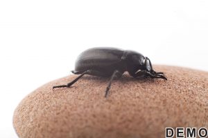 insect-stinging-allergy